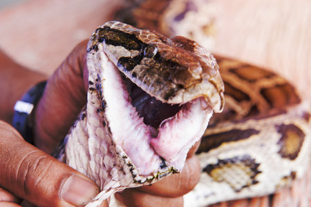 Pictures taken near the head of the python snake teeth.