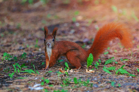 European red squirrel - autumn colorationの写真素材