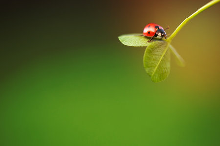 Ladybug on green leaf and green backgroundの写真素材