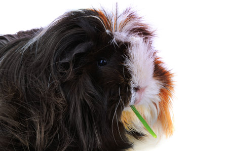 Guinea pig eating green grass on a white backgroundの写真素材