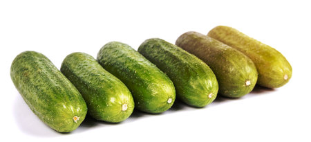 green cucumber isolated on white backgroundの写真素材