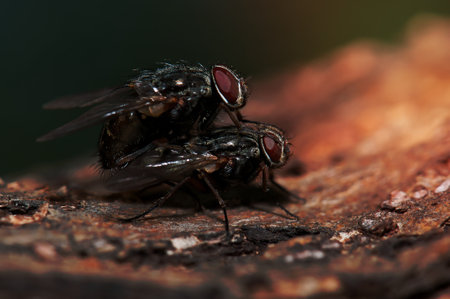 Two flies on a branch macroの写真素材