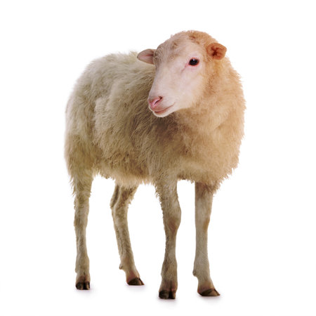 sheep isolated on white backgroundの写真素材