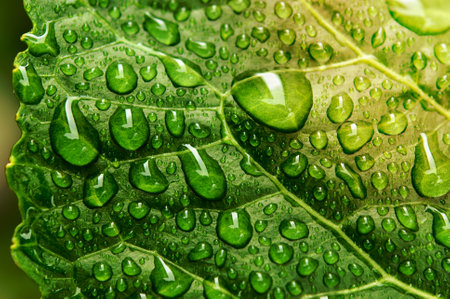 water drops on autumn leaves, season specific