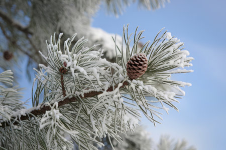 A photo of a snow-covered pine tree branch
