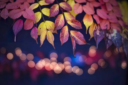 A macro photograph showcasing a cluster of vibrant autumn leaves
