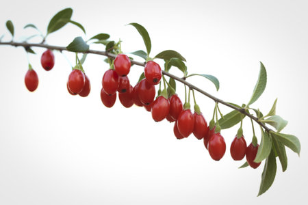 A photograph of a single, sturdy branch laden with ripe red goji berriesの写真素材