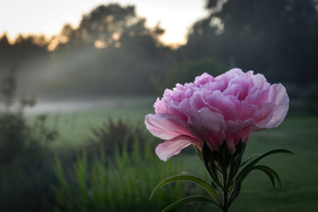 A photo of a beautiful pink flowerの写真素材