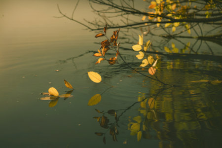 A tranquil photograph of a calm lake or pond surrounded by autumn foliageの写真素材