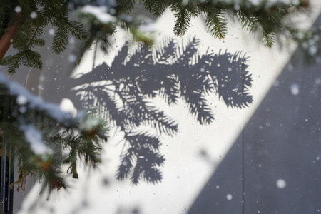 A blurred photo of a shadow of a Christmas tree branchの写真素材