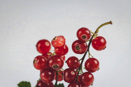 red currants against a white background