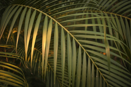 A close-up photograph of tropical palmの写真素材
