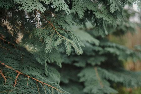 abstract background of a close-up photo of spruce tree branches