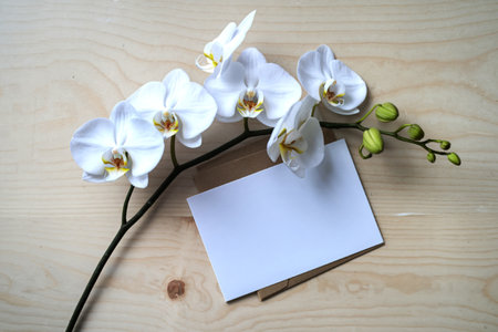 a branch of blooming white orchids with a white greeting cardの写真素材