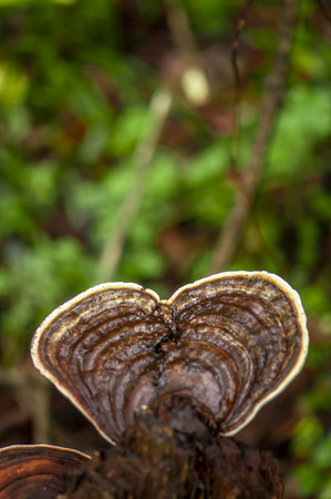 Wild Lingzhi