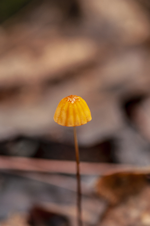 Wild mushroom