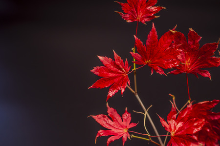 Red leaves in autumnの写真素材