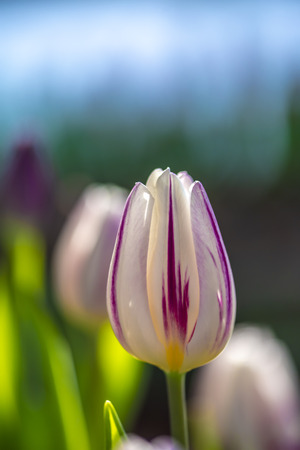 Tulipの写真素材