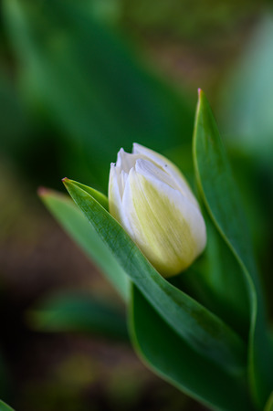 Tulips in bloomの写真素材