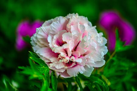 Blooming peony flowerの写真素材