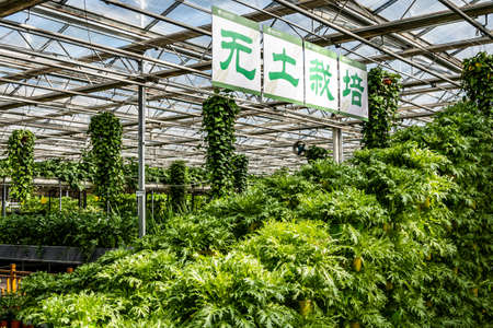 Scene of the plant exhibition area of the 19th China Changchun International Agriculture, Food Expo (Trade)のeditorial素材