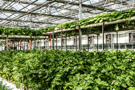 Scene of the plant exhibition area of the 19th China Changchun International Agriculture, Food Expo (Trade)のeditorial素材