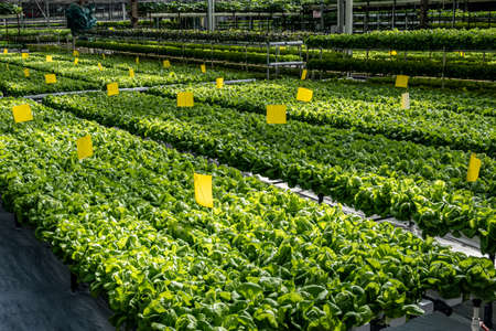 Scene of the plant exhibition area of the 19th China Changchun International Agriculture, Food Expo (Trade)のeditorial素材