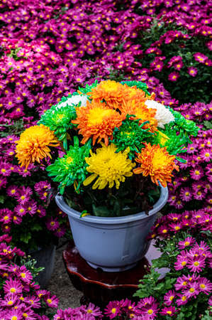 Chrysanthemums blooming in Octoberの写真素材