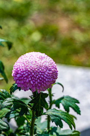 Chrysanthemums blooming in October