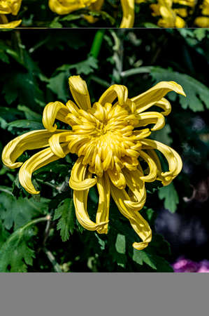 Chrysanthemums blooming in Octoberの写真素材