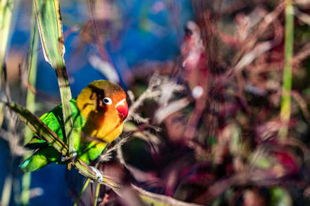 Parrot resting by the riverの写真素材