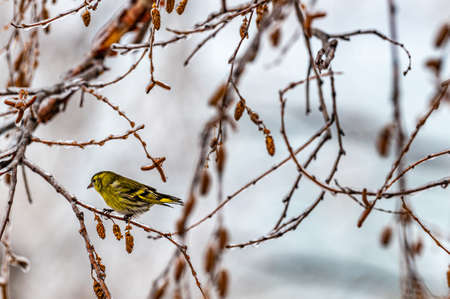 Birds looking for food after snowの写真素材