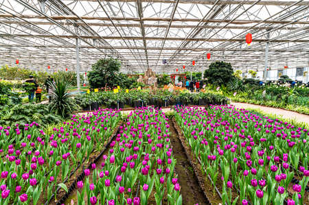 China Changchun Agricultural Expo Garden New Year Garden Party Sceneのeditorial素材