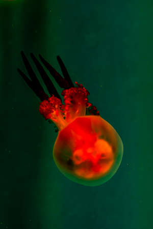 Jellyfish-Marine creatures displayed in China Changchun Agricultural Expo Garden