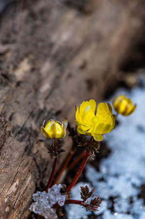 Ice flowers-Early Spring Landscape of Jingyuetan National Forest Park, Changchun, Chinaの写真素材