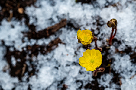 Ice flowers-Early Spring Landscape of Jingyuetan National Forest Park, Changchun, China