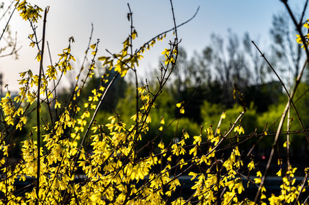 Forsythia flowers blooming in springの写真素材