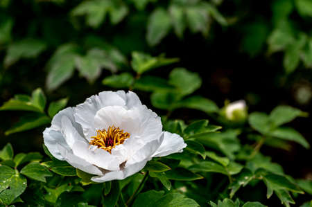 Blooming peonyの写真素材