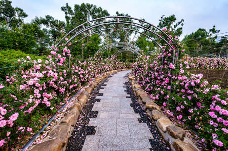 Rose flowers blooming in Changchun Children's Park, Chinaの写真素材