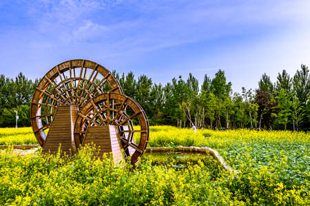 Rapeseed flowers blooming in Changchun Park, Changchun, Chinaの写真素材