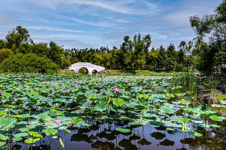 The scenery of Jingyuetan National Forest Park in Changchun, China with lotus in full bloomの写真素材
