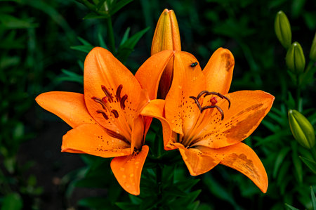 Blooming liliesの写真素材