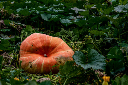 Giant Pumpkinの写真素材