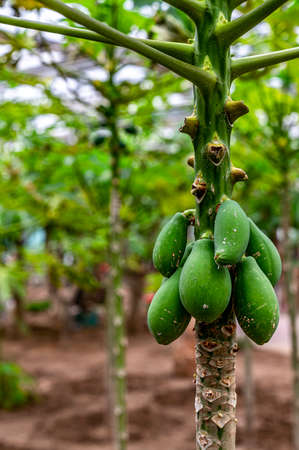 Mangoの写真素材