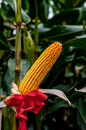 Corn