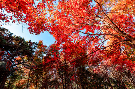 Autumn scenery of red leaves in Nanhu Park, Changchun, Chinaの写真素材