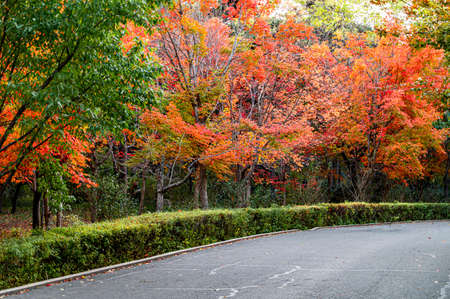 Autumn scenery of red leaves in Nanhu Park, Changchun, Chinaの写真素材
