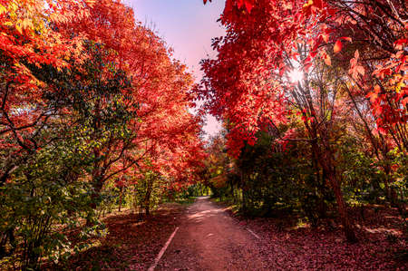 Autumn scenery of red leaves in Nanhu Park, Changchun, Chinaの写真素材