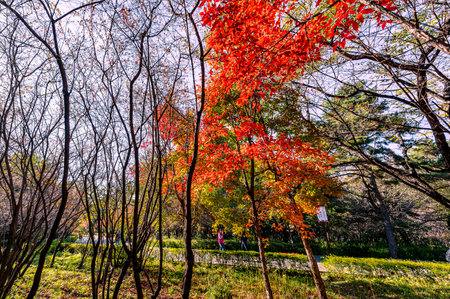 Autumn landscape of red leaves in Nanhu Park, Changchun, Chinaのeditorial素材
