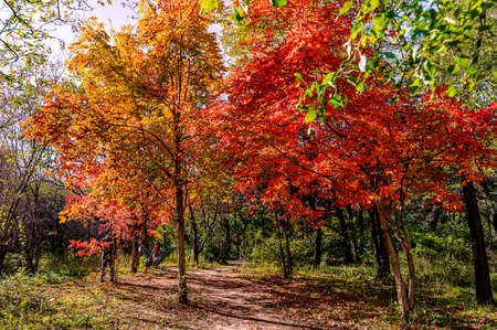 Autumn landscape of red leaves in Nanhu Park, Changchun, China